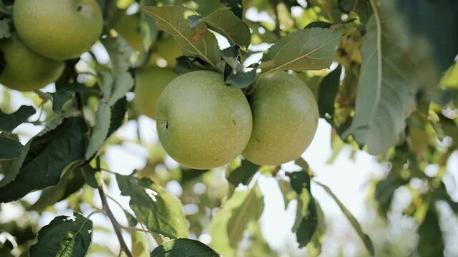 A ripe green apple with raindrops on an apple tree branch in the summer.