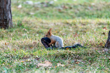 A small squirrel on green grass in a park, interacting with a dark, discarded item, possibly a part...