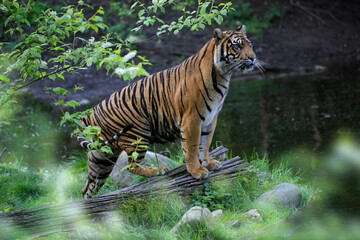 Sibirische Tiger (Panthera tigris altaica) Tier hält Ausschau am Wasserrand 