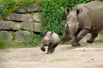 Naklejka premium Breitmaulnashorn (Ceratotherium simum) Muttertier mit Jungem 
