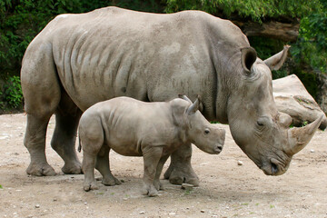 Naklejka premium Breitmaulnashorn (Ceratotherium simum) Muttertier mit Jungem 