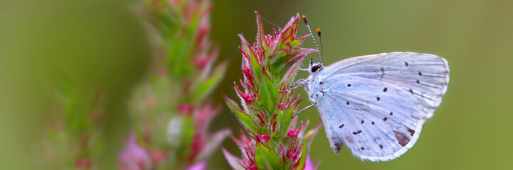 Dunkle Wiesenknopf-Ameisenbl&auml;uling (Phengaris nausithous) Schmetterling auf Bl&uuml;te, Panorama 