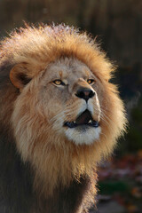 Löwe (Panthera leo) Portrait  
