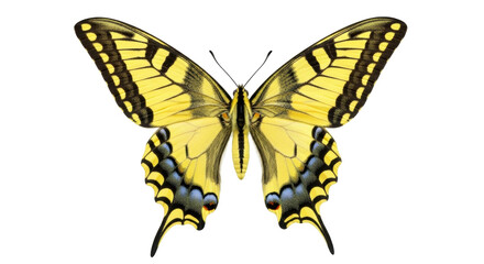 Isolated Yellow Swallowtail butterfly showing its wings and colorful pattern, no background
