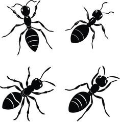 A set of Ant vector illustration