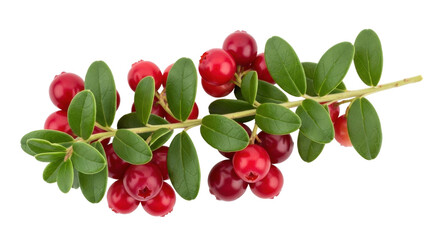 Isolated sprig of vibrant red cranberries with green leaves against a clean background, fresh healthy food