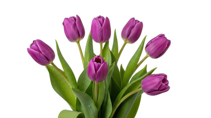 Isolated purple tulip blossom bouquet, spring flower arrangement, still life art, elegant bouquet, vibrant petals