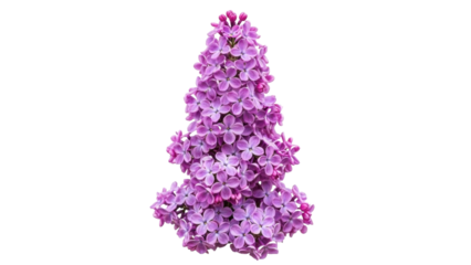 Isolated lilac flower blooming in springtime, fragrant lavender flower with many petals, botany