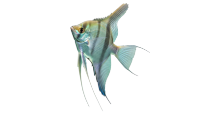 Isolated blue striped angelfish pet swimming with a graceful pose, aquatic freshwater creature