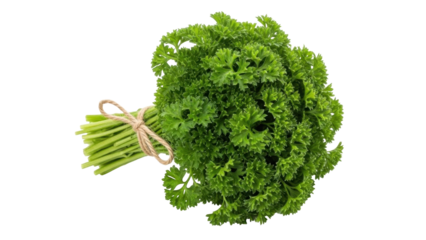 Isolated curly parsley bundle, fresh herb used in culinary cooking and as garnish for foods