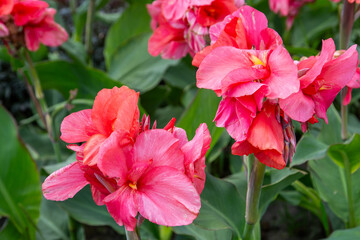 Pink Canna Lily Flowers red flower bud petal close up garden
