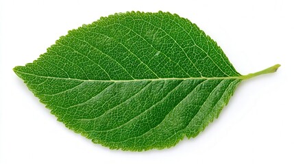 Obraz premium Apple leaf detail green isolated on white background