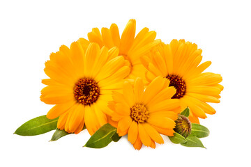 Calendula. Flowers  isolated on white background.