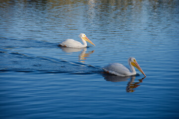 Two White Pelicans Gliding On Calm Blue Lake Near Riverside Park Crescent Lake in St. Petersburg, FL. Conveying peace, wildlife, and natural beauty near an urban setting.
