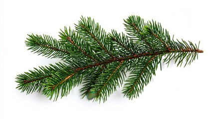Christmas tree branch piece isolated on white background