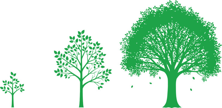 A green vector illustration showing the life cycle stages of a tree from a small sapling to a large mature tree on an isolated white background