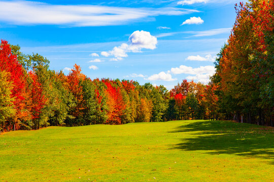 Grove of red trees.