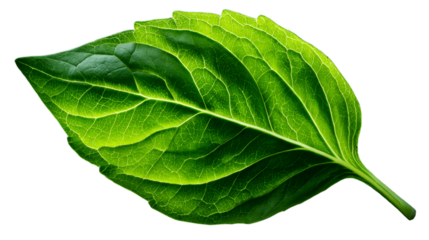 Vibrant green leaf shines with freshness, showcasing intricate vein details for botanical studies, healthy lifestyle designs, and natural product branding