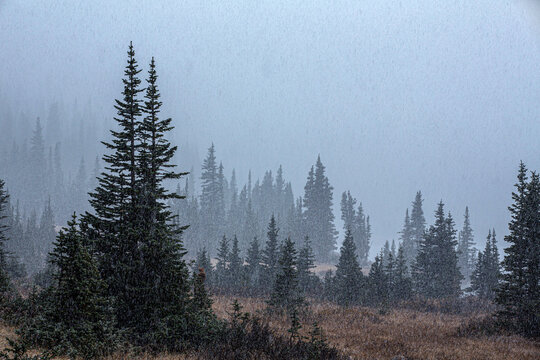 First Snow Fall 1642