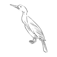 Cormorant hand drawn bird