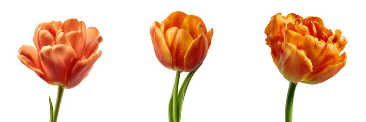 Set of Detailed macro view of multicolored tulip blooms in pastel orange red and yellow tones with crisp green stemst on transparent png background. Ai generated