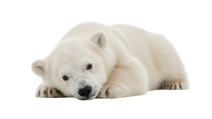 Resting polar bear isolated PNG with Transparent Background