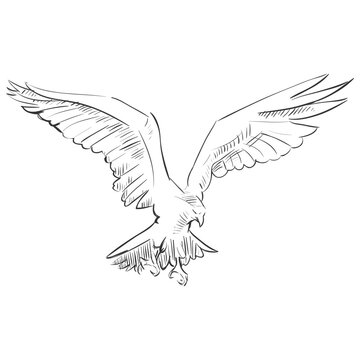 Flying eagle bird