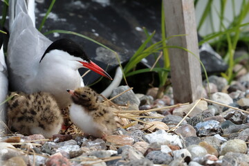 common tern