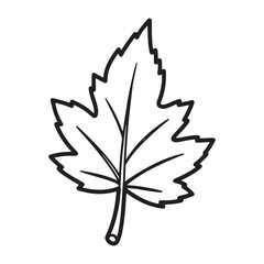 Graphic Maple Leaf Line Art Illustration Fall Season Nature Clip Art Vector Drawing Design Botanical Isolated Minimalist
