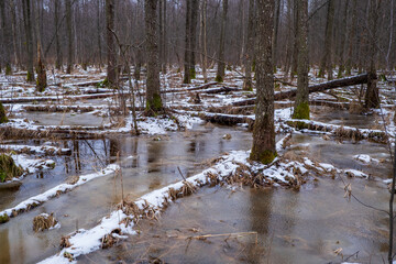 forest swamp in winter, Bialowieza Forest, Poland