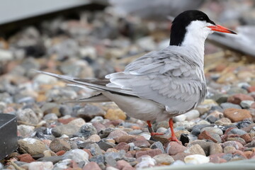 common tern