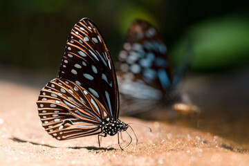 butterfly on the ground