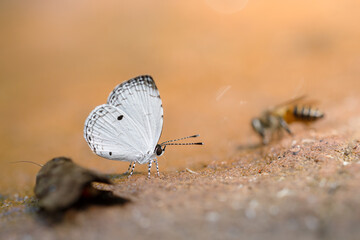 butterfly on the ground © asawinimages
