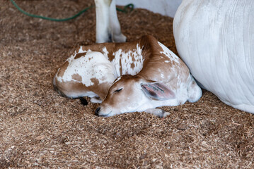 Young spotted (brown and white) calf sleeping comfortably on a sawdust bed. © Thales