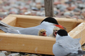 tern chicks