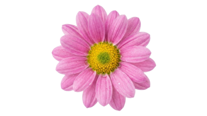 Delicate pink daisy with vibrant yellow center shines brightly, radiating peace and joy for spring designs and cheerful projects. Pure beauty!