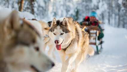 Naklejka premium Energetic husky sled team running through a snowy forest trail, with one lead dog in sharp focus and soft winter light highlighting the motion, flying snow and dynamic atmosphere