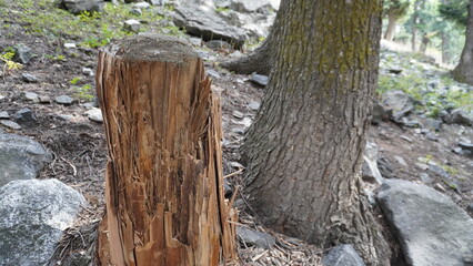 Close-up of a freshly cut tree stump with peeling bark in a rocky forest setting, logging concept.