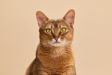 An Abyssinian cat sits facing forward with a calm and poised demeanor. Its sharp golden eyes and erect ears contrast against a warm beige background.