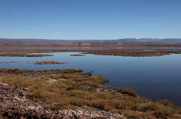 Tebinquiche Lagoon in the Atacama Desert, Chile