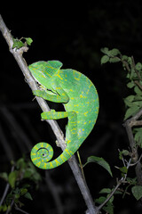 chameleon on a branch © pushpasen