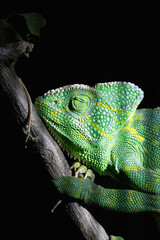chameleon on a branch