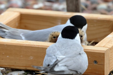 tern chicks