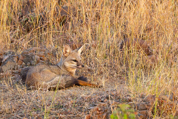 red fox vulpes