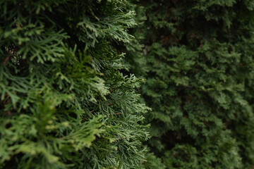 Evergreen branches of thuja. Winter solstice. Close up. Cold weather.