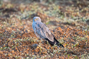 Montagu harrier bird on the ground