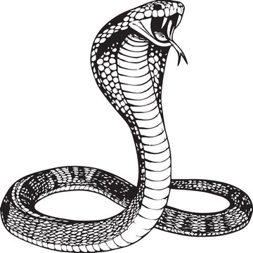 Aggressive King Cobra Snake Vector