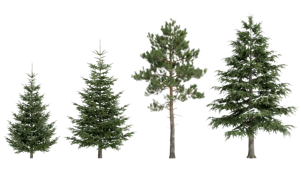 Four assorted realistic pine trees showcase nature's beauty, ideal for winter holiday designs and festive seasonal projects, adding a touch of natural elegance