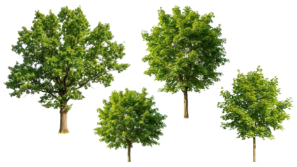 Vibrant green deciduous trees offer lush foliage and natural beauty, perfect for landscape design or adding a touch of nature to your creative projects