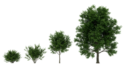 Realistic plant growth stages showing small bushes and maple trees, perfect for landscaping and design projects needing detailed botanical elements